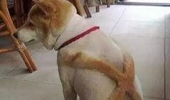 狗狗最新爆料文案搞笑版,宠物界的“八卦风云”